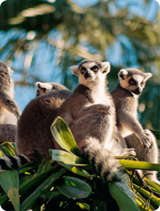 MADAGASKAR