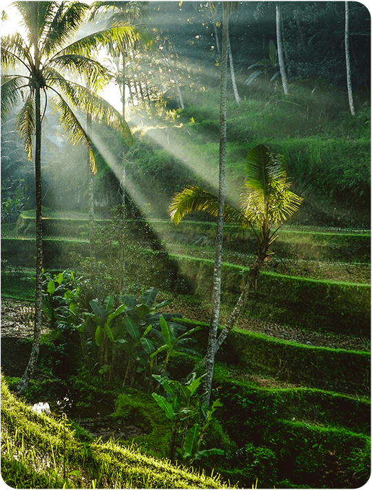BALI