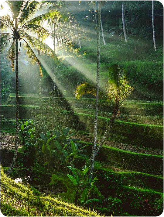 BALI