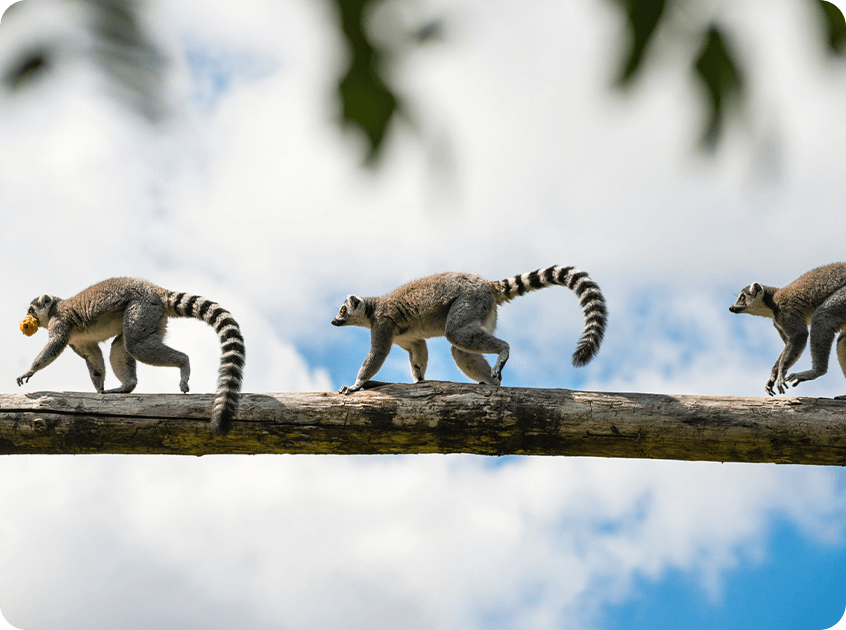 Madagaskar