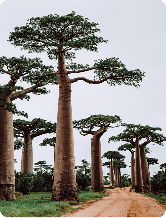 Madagaskar