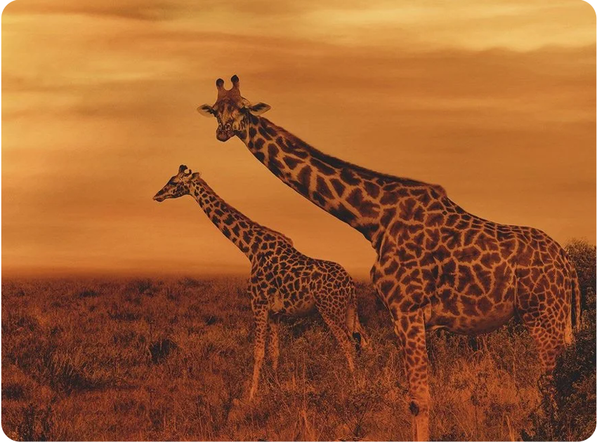 Ze Zanzibaru na safari