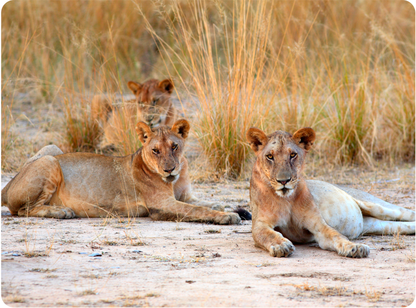 Ze Zanzibaru na safari