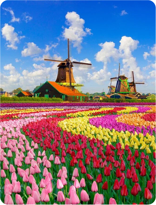 Tulipánová plavba Nizozemskem
