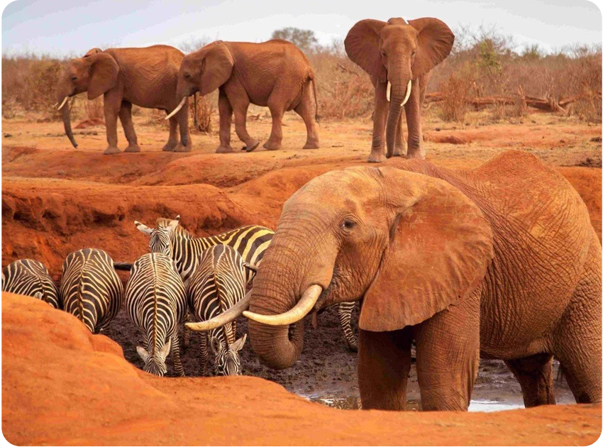 Divoká příroda Afriky
